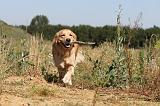 GOLDEN RETRIEVER 241